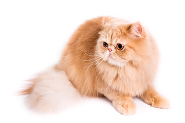 persian cat
