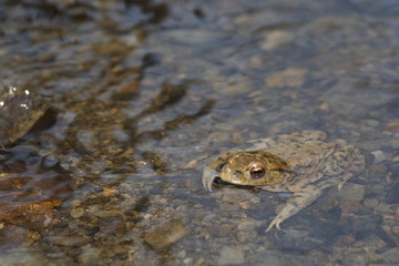 Erdkröte im Bach