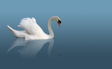 Cygne