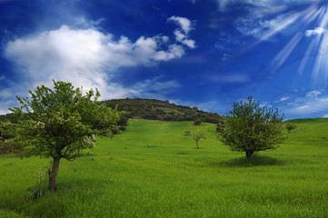 Fototapeta na wymiar Sardynia Widok krajobraz z drzew i błękitne niebo chmury