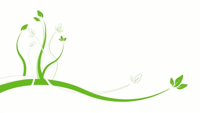 Composition florale verte animation boucle