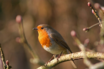 robin