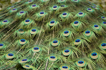 Obraz premium Closeup of Peacock Back Feathers