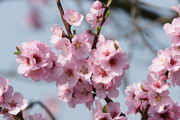 Mandelbüten in der Pfalz