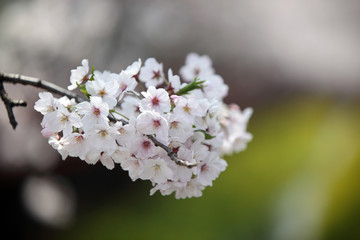Fototapeta premium 30000 Kirschbäume in Jinhae, Südkorea