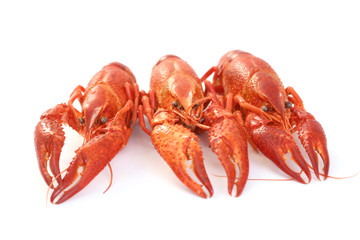 crawfishes