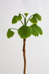 Gingko Baum des Lebens