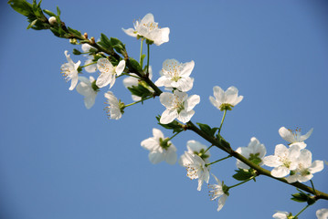 Spring flowers