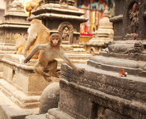singe temple