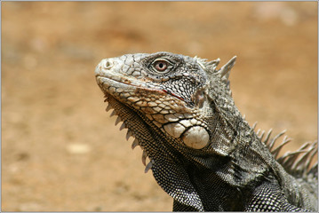 Fototapeta premium iguana