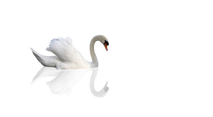 cygne blanc détouré sur fond blanc
