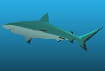 The big white shark.