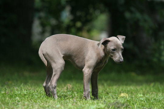 chiot petit l&eacute;vrier italien malade et fatigu&eacute;