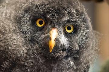 Porträt einer jungen Eule