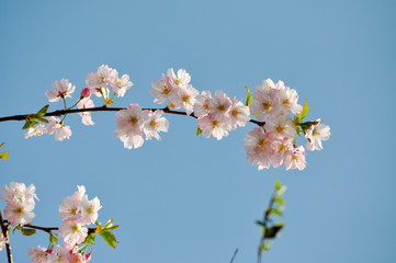 山桜