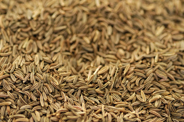 caraway