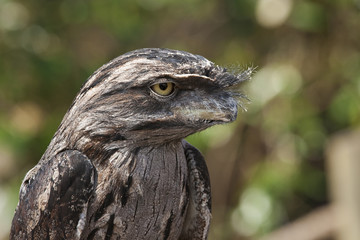 Tawny Froghead