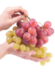 Female hands holding grapes