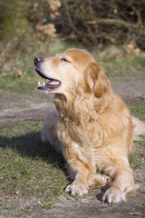 Golden Retriever