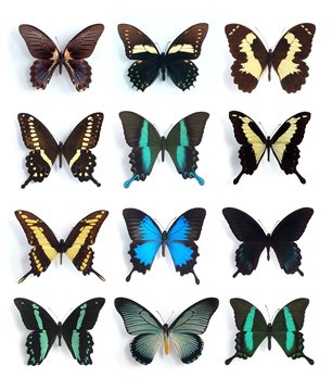 Papilionidae, Papilio