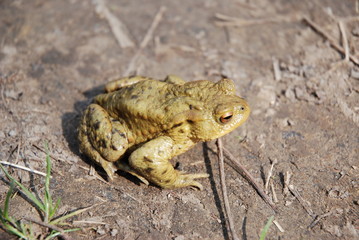crapaud