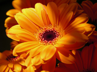 Orange  Gerbera