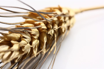 grano