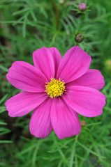 Fototapeta premium Pink cosmos flower
