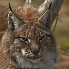 Der Luchs