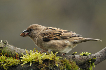 Spatz 5