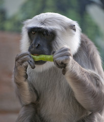 langure hannunan - Semnopithecus entellus (10 years old)