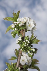 White Cherry Blossom