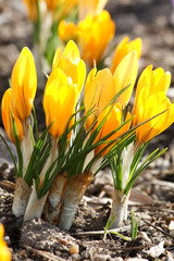 Fototapeta premium spring flowers