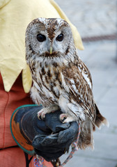 owlet
