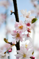 Sakura. Kirschenblüte