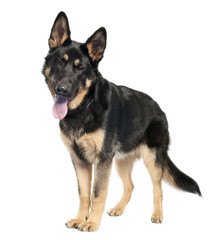 german shepherd (7 months old)