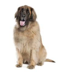 Leonberger( 6 years old )