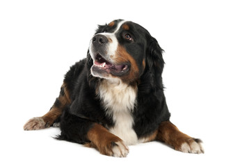 Obraz premium Bernese mountain dog (13 months old)