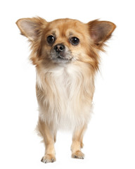 long haired chihuahua (3 years old)
