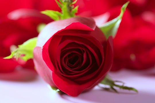 Beautiful rose flower over red petals
