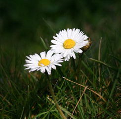 duo de p&acirc;querettes