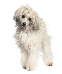 Chinese Crested Dog - Powderpuff (1 year old)