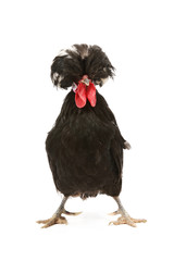 Dutch rooster