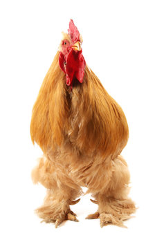 Buff cochin rooster