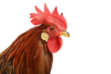 Red rooster