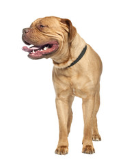 Mastiff (1 year old)