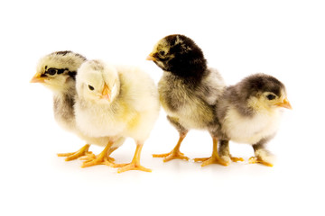 A group of chicks