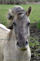 Obraz premium Tête de cheval