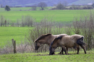 Chevaux Konik Polski au pré © Capnord