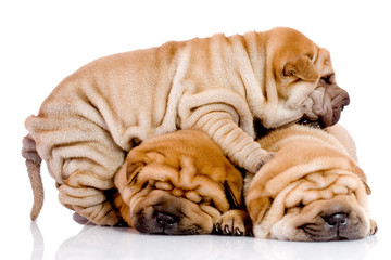 three Shar Pei baby dogs